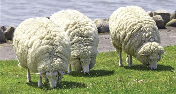 Hand-Hooked Wool: What Is It (and Why Do We Love It SO MUCH)?